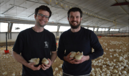 Deux hommes souriants dans un bâtiment d'élevage de volailles avec de poussins dans les mains