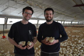 Deux hommes souriants dans un bâtiment d'élevage de volailles avec de poussins dans les mains