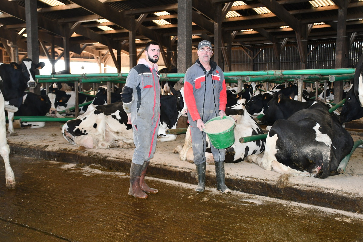 Deux hommes devant des vaches dans des logettes - Illustration De la farine de miscanthus depuis 10 ans