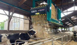 Dans un bâtiment d'élevage, un robot suspendu passe au dessus de logettes pour pailler