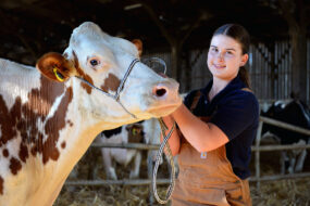 Une jeune fille pose avec une vache dans un bâtiment d'élevage