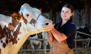 Une jeune fille pose avec une vache dans un bâtiment d'élevage