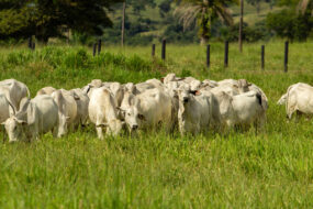 bovins dans une pâture d'Amérique Latine