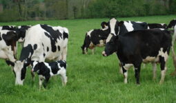 Des vaches en patûre dont une avec son veau