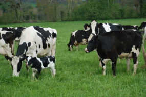 Des vaches en patûre dont une avec son veau