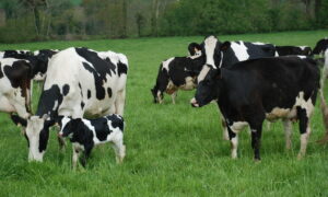 Des vaches en patûre dont une avec son veau