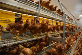Des poules dans un bâtiment d'élevage de volailles