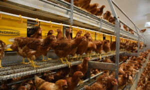 Des poules dans un bâtiment d'élevage de volailles