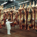 Un homme dans un abattoir avec des carcasses suspendues