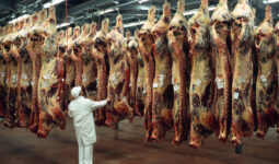 Un homme dans un abattoir avec des carcasses suspendues