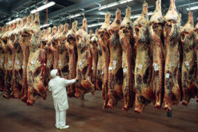 Un homme dans un abattoir avec des carcasses suspendues