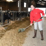 une femme dans une stabulation pousse le fourrage avec un outil vers les vaches au cornadis
