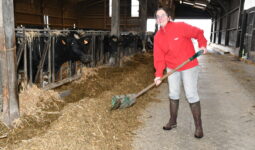 une femme dans une stabulation pousse le fourrage avec un outil vers les vaches au cornadis