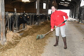 une femme dans une stabulation pousse le fourrage avec un outil vers les vaches au cornadis
