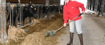 une femme dans une stabulation pousse le fourrage avec un outil vers les vaches au cornadis