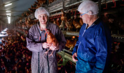 Deux hommes en côte et charlotte sur la tête, dont un avec une poule dans les bras, dans un bâtiment de poules pondeuses