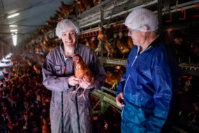 Deux hommes en côte et charlotte sur la tête, dont un avec une poule dans les bras, dans un bâtiment de poules pondeuses