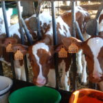 Des veaux pie rouge au cornadis avec des seaux