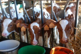 Des veaux pie rouge au cornadis avec des seaux