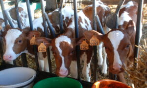 Des veaux pie rouge au cornadis avec des seaux