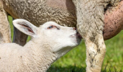 Un agneau boit du lait en têtant sous sa mère