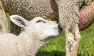 Un agneau boit du lait en têtant sous sa mère