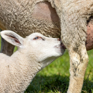 Un agneau boit du lait en têtant sous sa mère