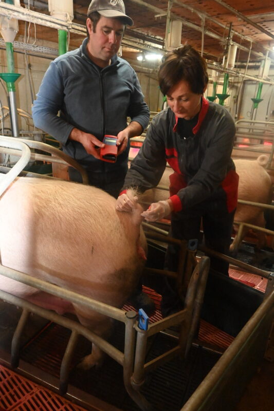 Un homme et une femmes font des prélèvements sur un porc dans un élevage