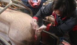 Une femmes fait des prélèvements sur la queue d'un porc dans un élevage