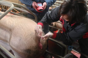 Une femmes fait des prélèvements sur la queue d'un porc dans un élevage