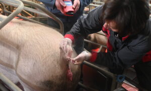 Une femmes fait des prélèvements sur la queue d'un porc dans un élevage