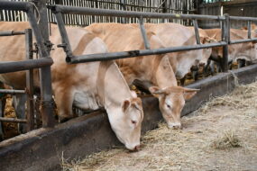 Des vaches blondes d'Aquitaine dans une stabulation