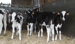 Une groupe de génisses de race Prim'Holstein sur une litière paillée