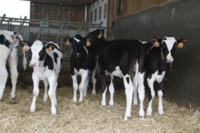 Une groupe de génisses de race Prim'Holstein sur une litière paillée