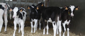 Une groupe de génisses de race Prim'Holstein sur une litière paillée