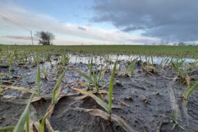 Une parcelle de céréales innondée
