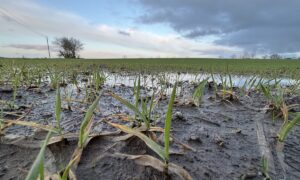 Une parcelle de céréales innondée