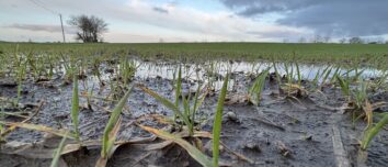 Une parcelle de céréales innondée