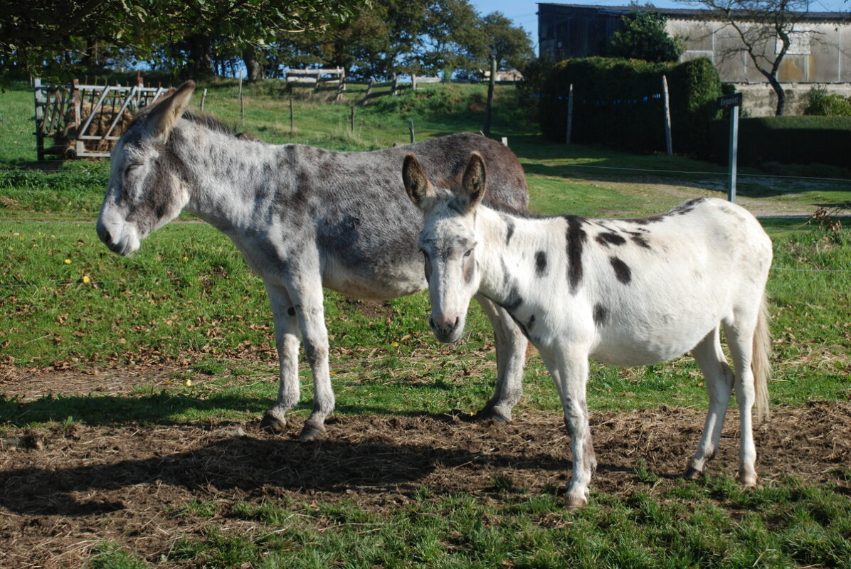 Âne et son petit dans un champ