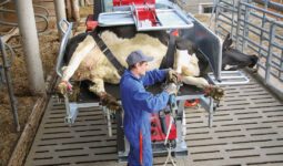 intervenant sur une vache sur une table de parage