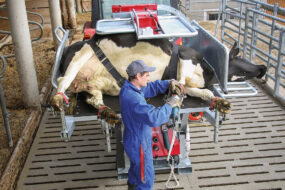 intervenant sur une vache sur une table de parage