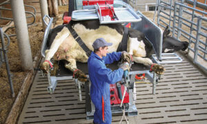 intervenant sur une vache sur une table de parage