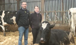 Un homme et une femme dans un bâtiment d'élevage bovin avec des vaches sur paille autour dont une couchée devant eux