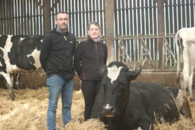 Un homme et une femme dans un bâtiment d'élevage bovin avec des vaches sur paille autour dont une couchée devant eux