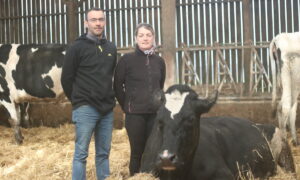 Un homme et une femme dans un bâtiment d'élevage bovin avec des vaches sur paille autour dont une couchée devant eux