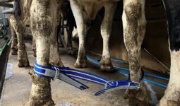 Une sangle reliant les deux pattes postérieures d'une vache laitière