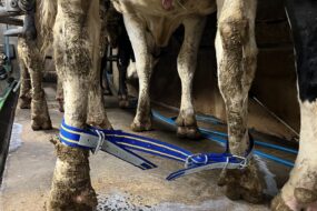 Une sangle reliant les deux pattes postérieures d'une vache laitière