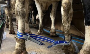 Une sangle reliant les deux pattes postérieures d'une vache laitière