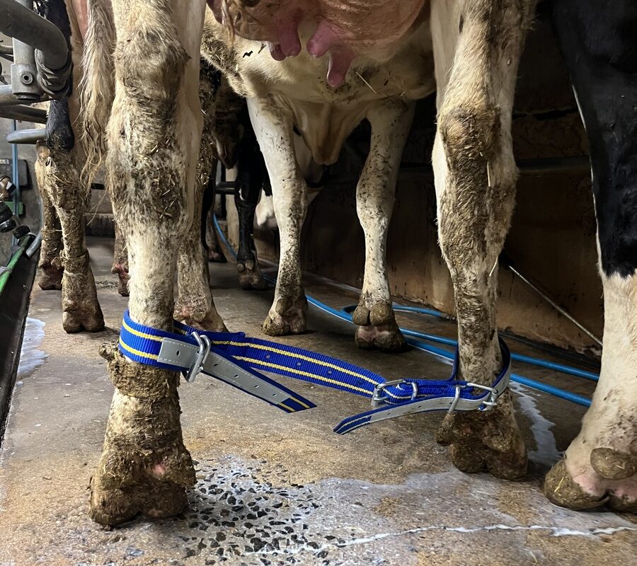 Une sangle reliant les deux pattes postérieures d'une vache laitière - Illustration La sangle de pattes sauve des vaches