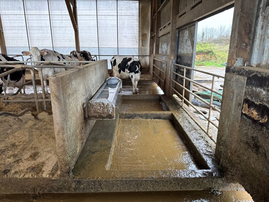 Le pédiluve est un élément familier dans l'environnement quotidien du troupeau.